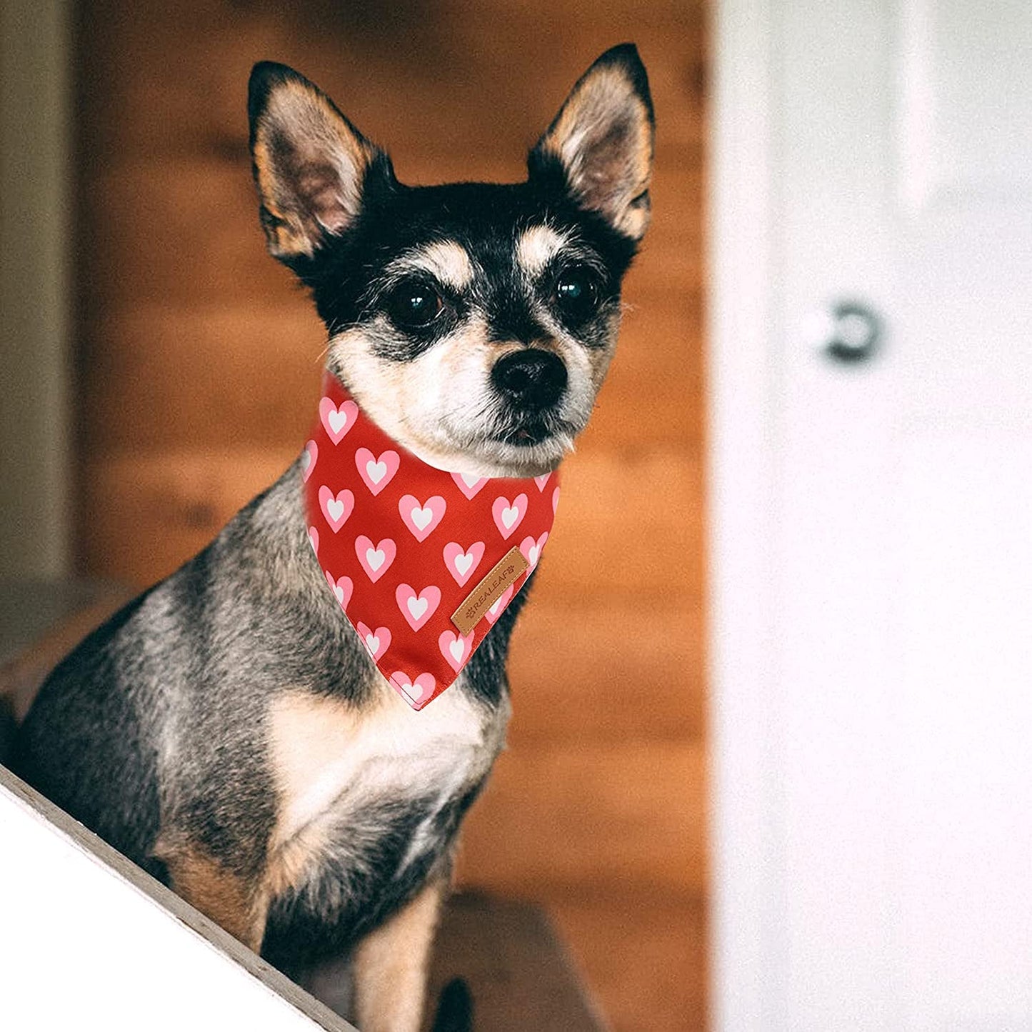 Adorable Love Dog Bandanas 2 Pack - Reversible Triangle Scarves for Valentine's Day & Mother's Day - Perfect for Medium to Large Dogs! - Journey Must Haves