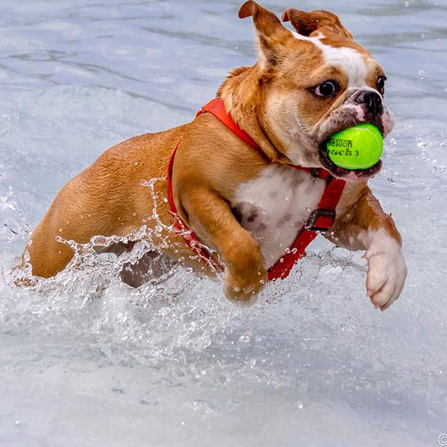 Enhance Your Game with Pressure Training Tennis Balls - 12 or 18 Count in a Convenient Mesh Carry Bag, Perfect for Beginners! - Journey Must Haves