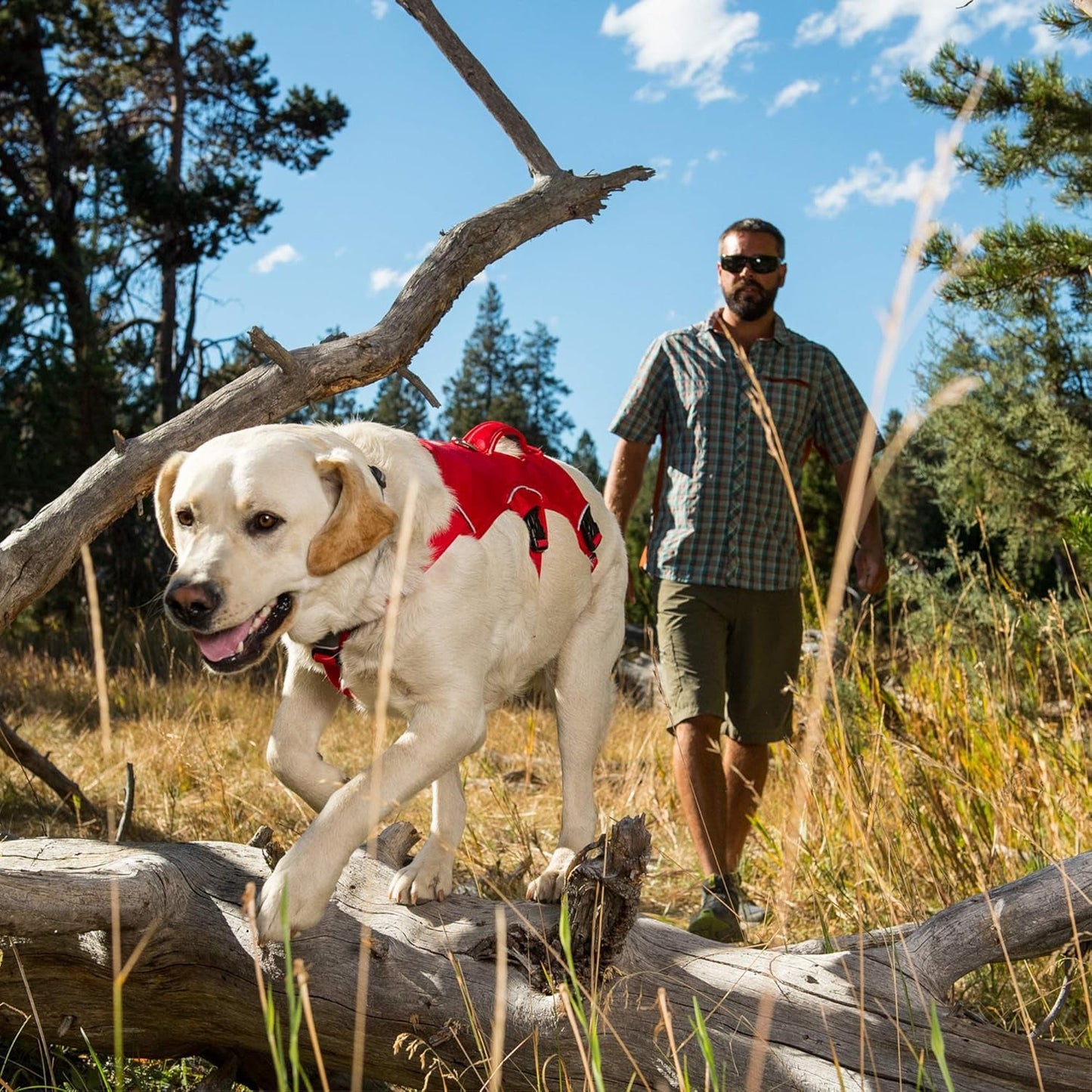 Ultimate Support Dog Harness for Every Adventure - Web Master Multi - Use Harness in Red Currant, X - Small - Journey Must Haves